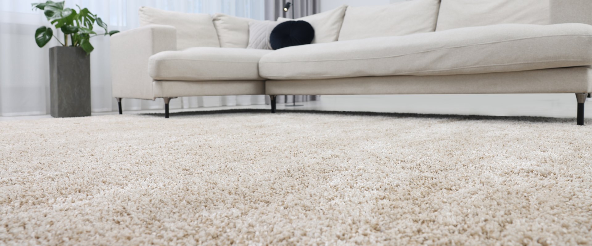 Professional carpet cleaning